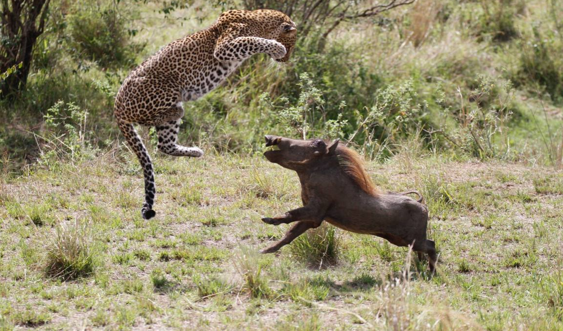 疣猪面对猎豹的追捕不再逃跑,反而与猎豹硬钢!镜头记录精彩一幕