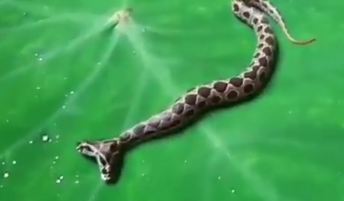 印度现罕见剧毒双头罗素蝰蛇,网友:看得头皮发麻
