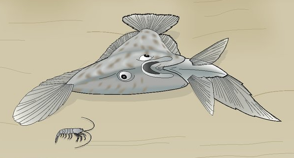 比目鱼眼睛都长在一侧,究竟图什么?生物学家:它们在进化呢