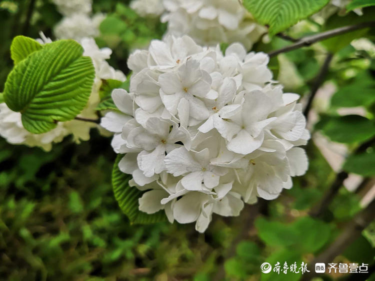 在济南泉城公园有棵白花满树,清新淡雅