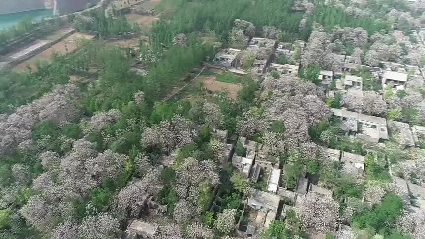 菏泽市巨野县:春和景明 桐花绽放