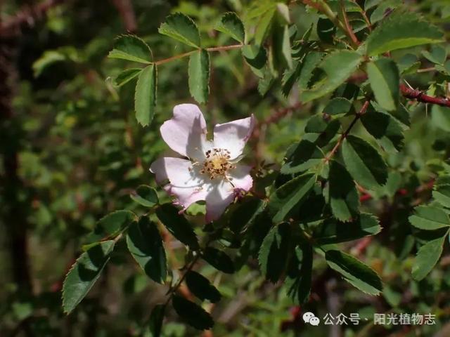 长白蔷薇,小猴脸一个,古灵精怪的