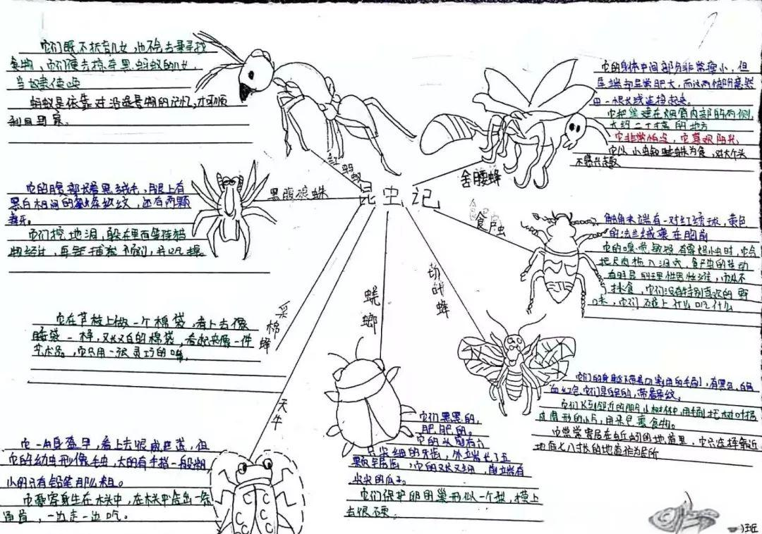 《昆虫记》阅读思维导图精选