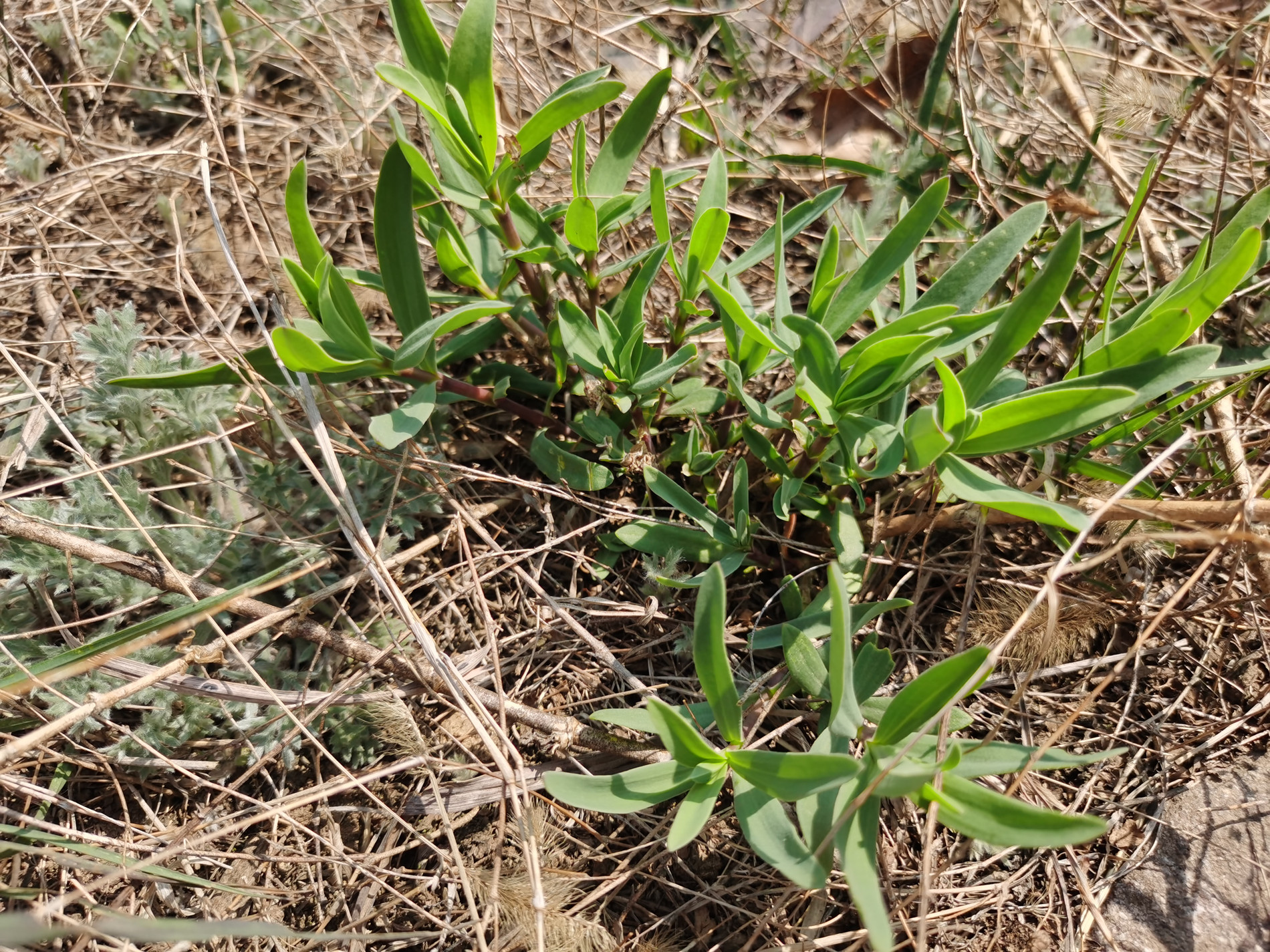 组图:在海阳乡村拍到一大片"山苜楂",学名"长蕊石头花"