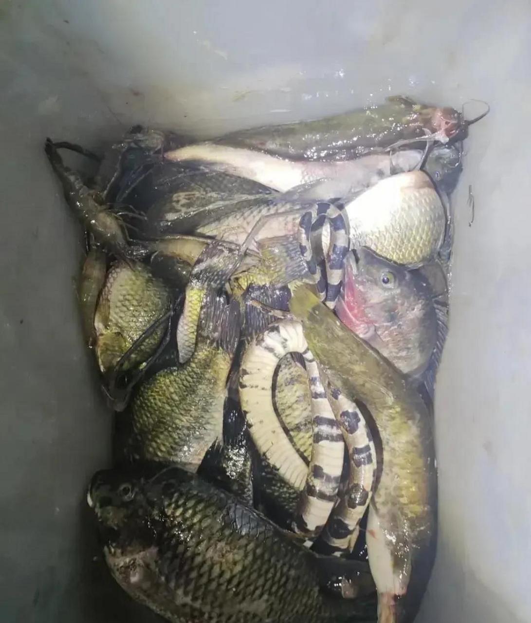 这就是老公熬夜一晚上的鱼获,一根鱼竿钓到的野生鱼,杂七杂八的我感觉