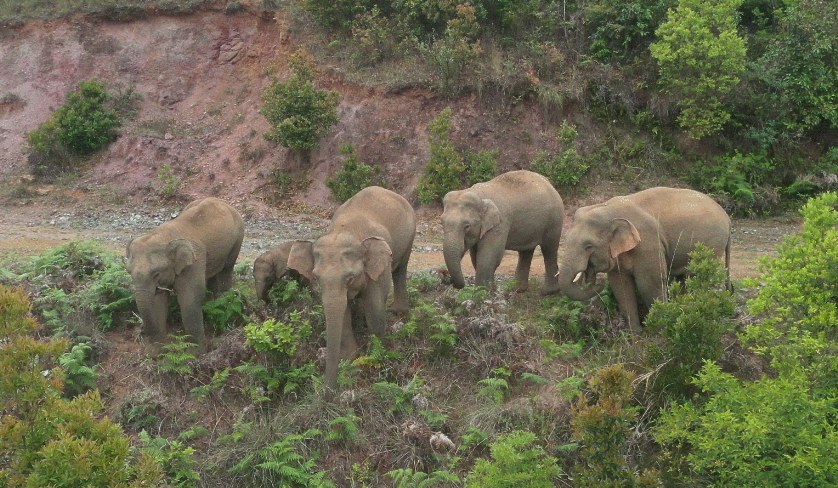 野象出没|首次造访元江 "观"象需谨慎,防范很重要!