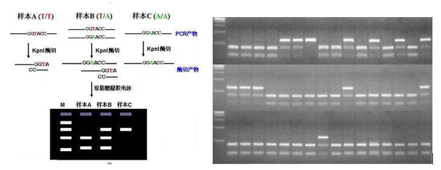 「科沿有道」snp分型常用方法如何选择?