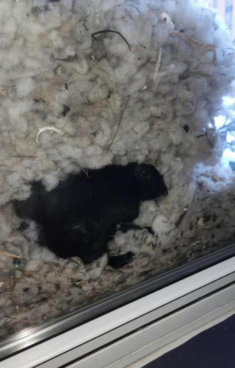 你见过松鼠怎么搭窝过冬的么?