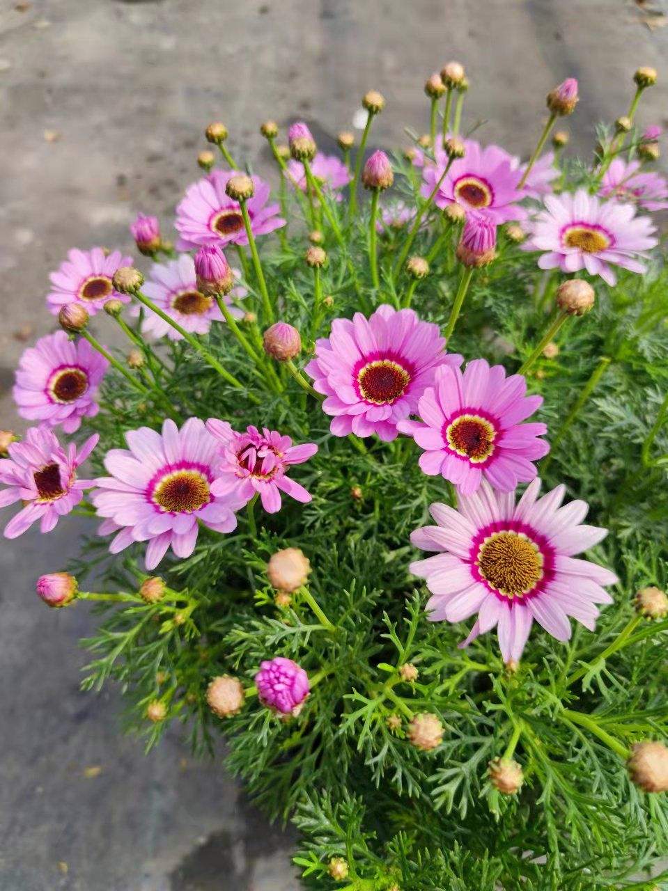 重瓣粉花茴蒿菊怎么养?重瓣粉花茴蒿菊的养殖方法和注意事项!