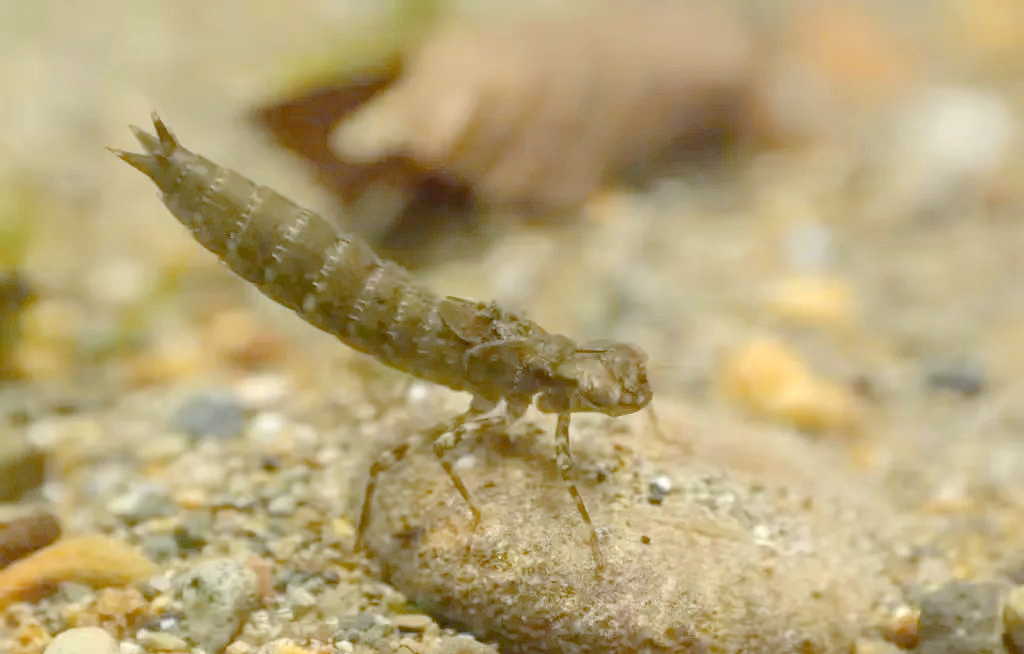 蜻蜓幼虫的惊人危害:水中一霸,专克鱼虾
