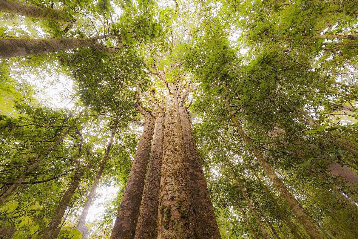 世界最古老的树,仅4米高却有9500岁高龄,它是如何保持年轻的?