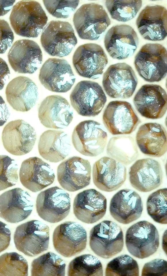 工蜂产卵的多种处理方法,供蜂友参考