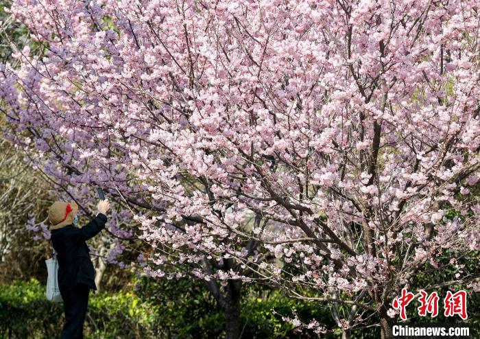 湖北安排40余个赏樱点 邀各地游客共赴"樱花之约"
