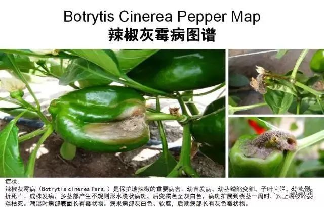 辣椒病虫害防治系列九:辣椒灰霉病的防治