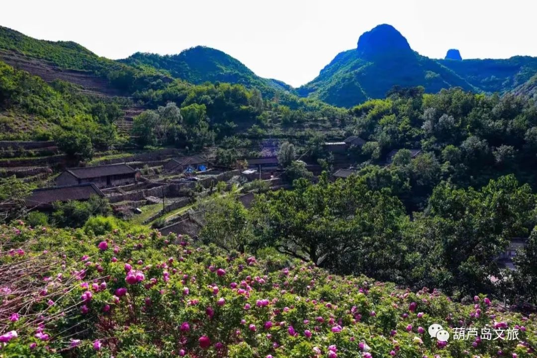 辽宁省绥中县加碑岩乡图片