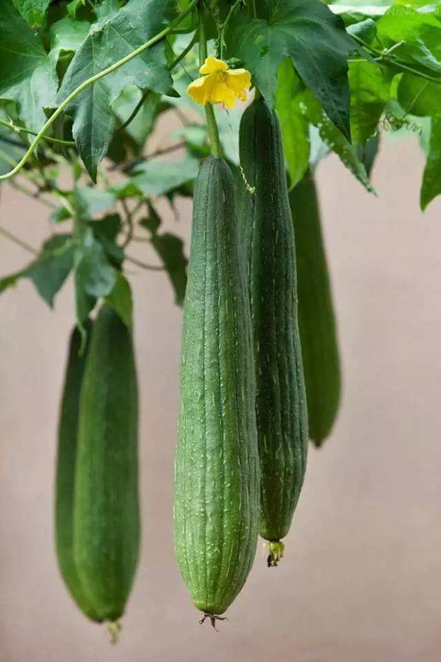 丝瓜 优质问答专区