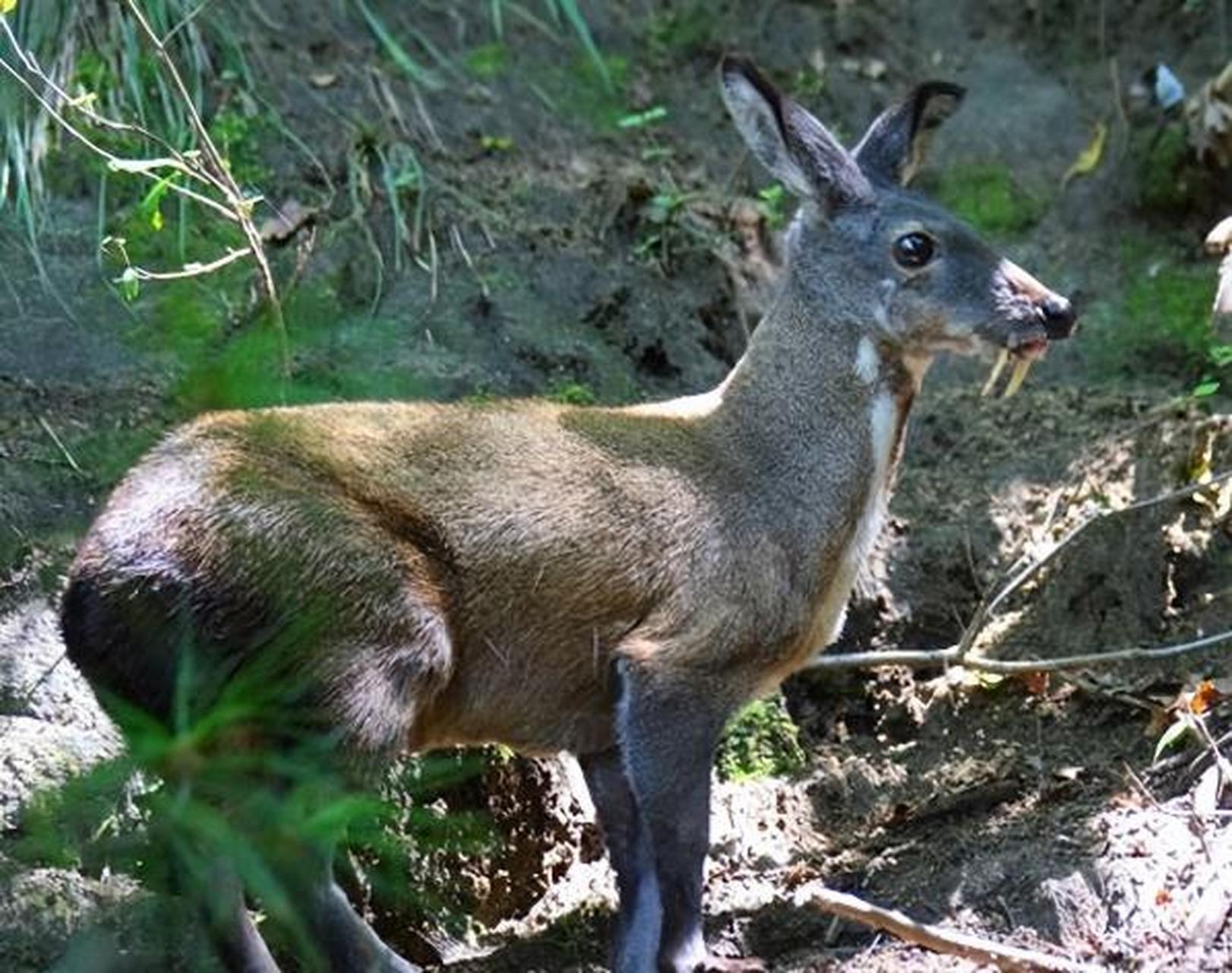 一位有着20多年麝香鹿养殖经验的养殖户告诉我:1克麝香高达800元.