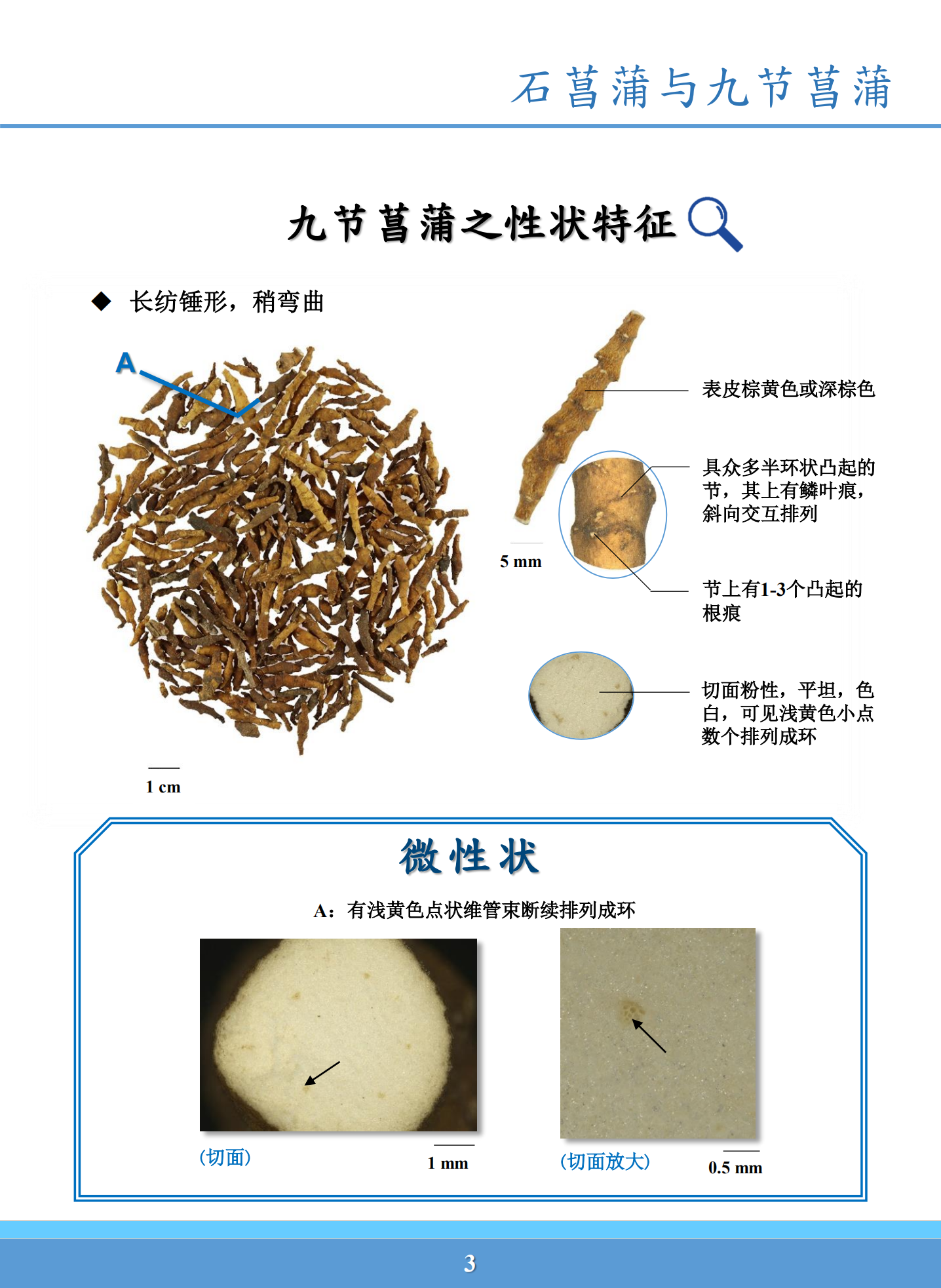石菖蒲与九节石菖蒲药材鉴别