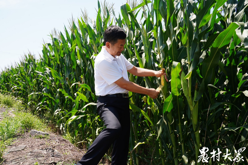 镇村田长话耕保|尹立国:三纸责任书守牢粮食安全底线