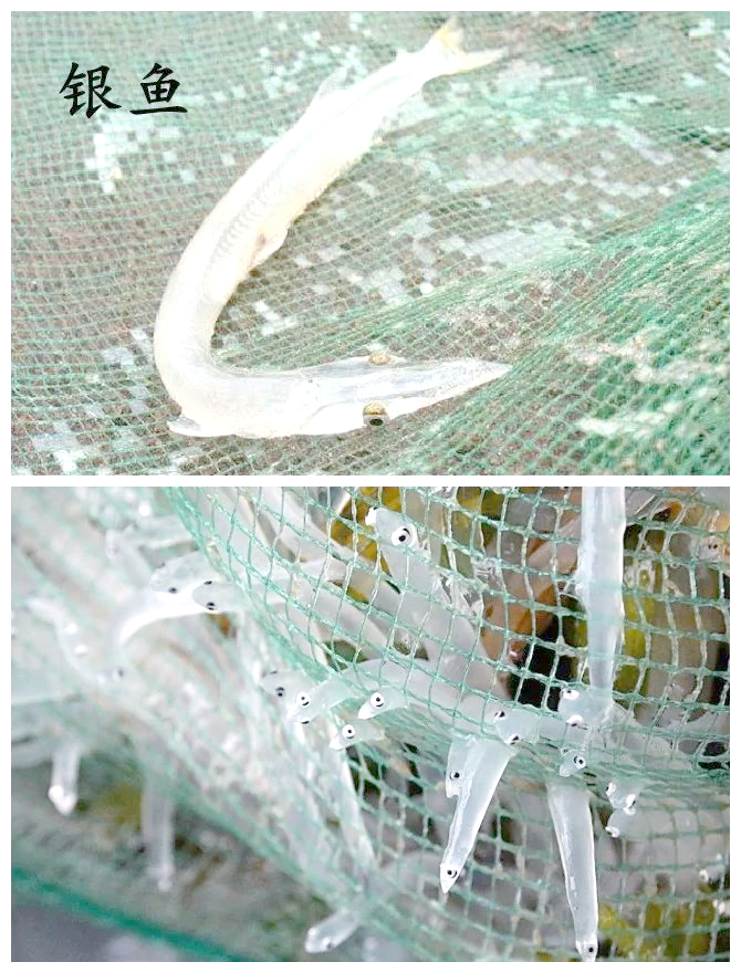 鱼类科普:全面了解银鱼的多样特征与分布