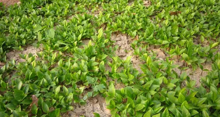 茗荑菜怎么种植