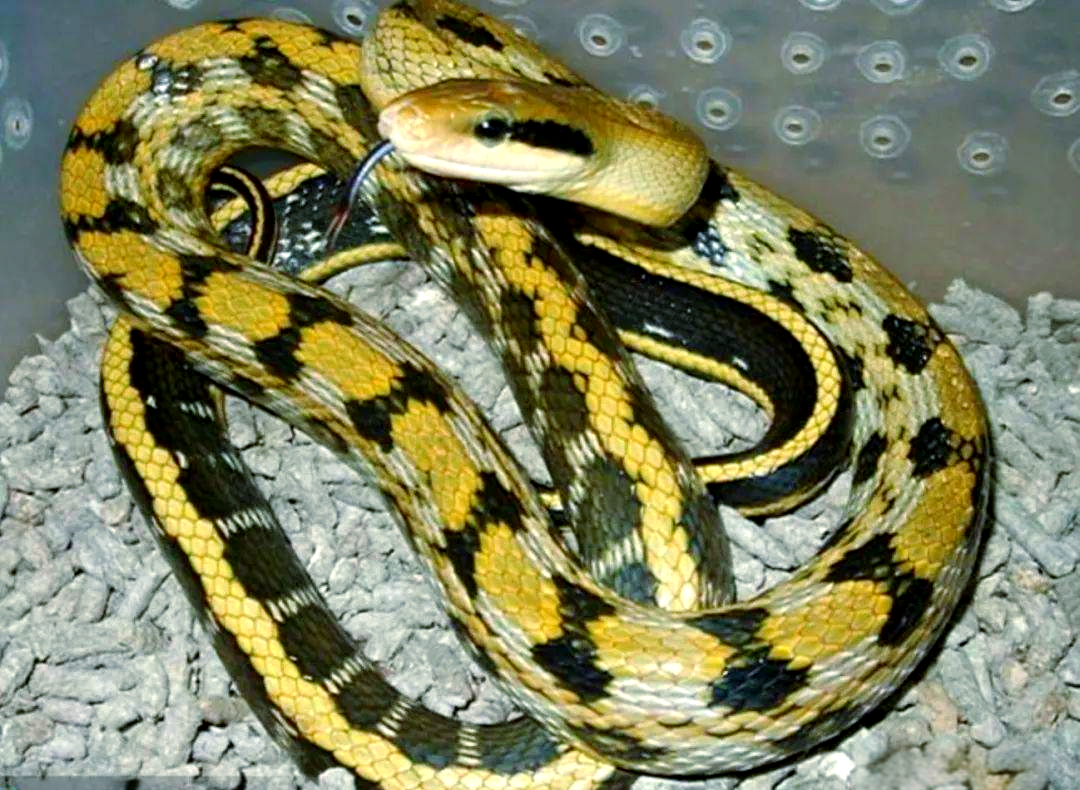 农村常见的多种毒蛇,你了解多少?它们带来的危险有哪些?