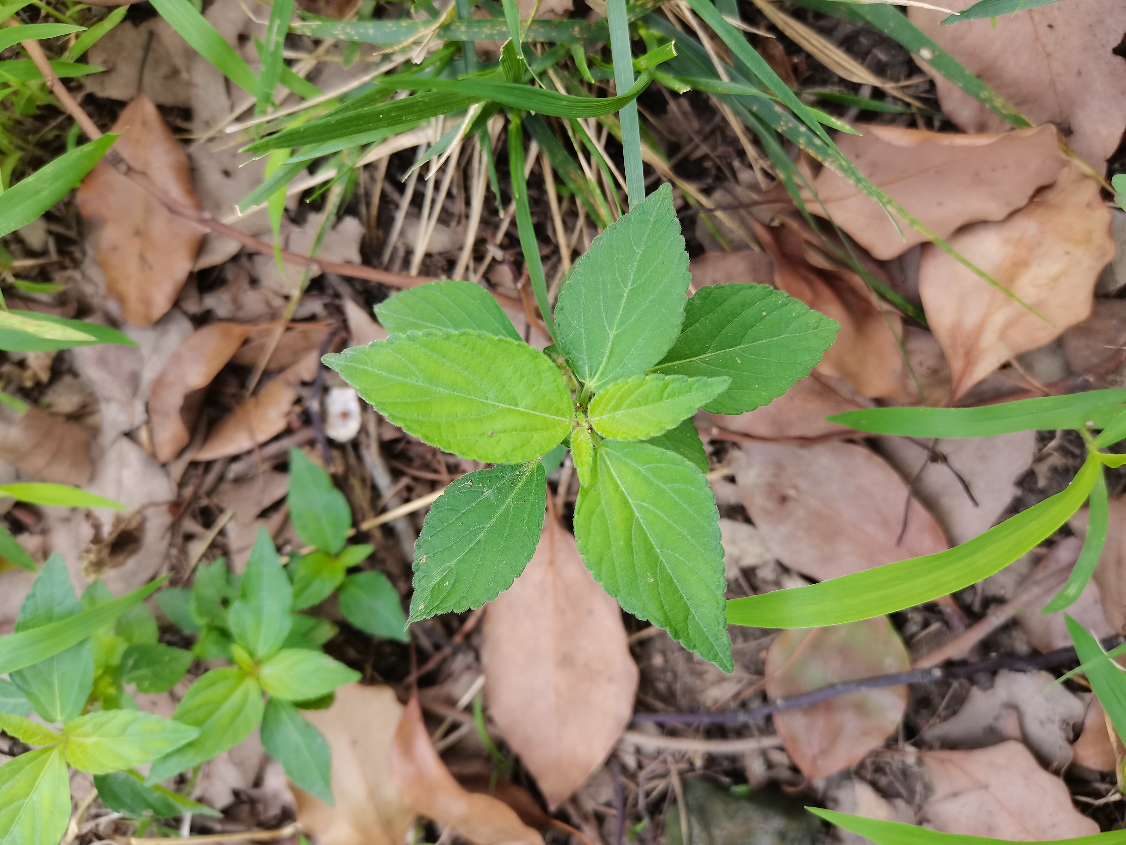 铁芥菜的图片和花图片