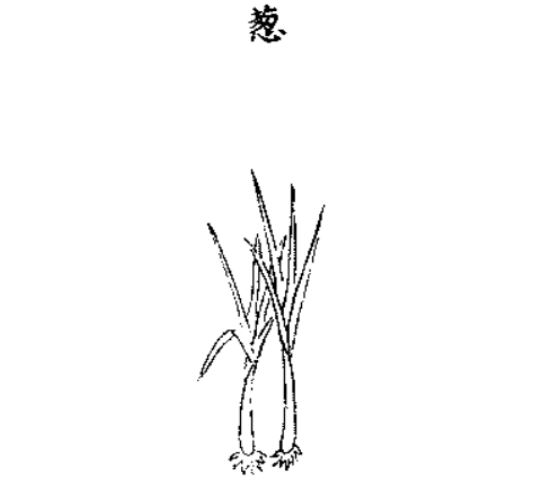 作物的故事︱调和五味:中国古代葱的栽培与利用