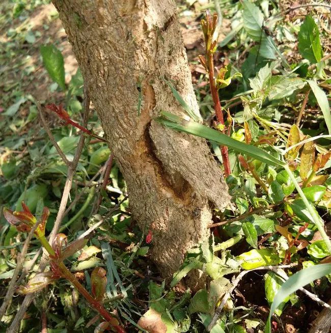 石榴常见病虫害大全及防治方案