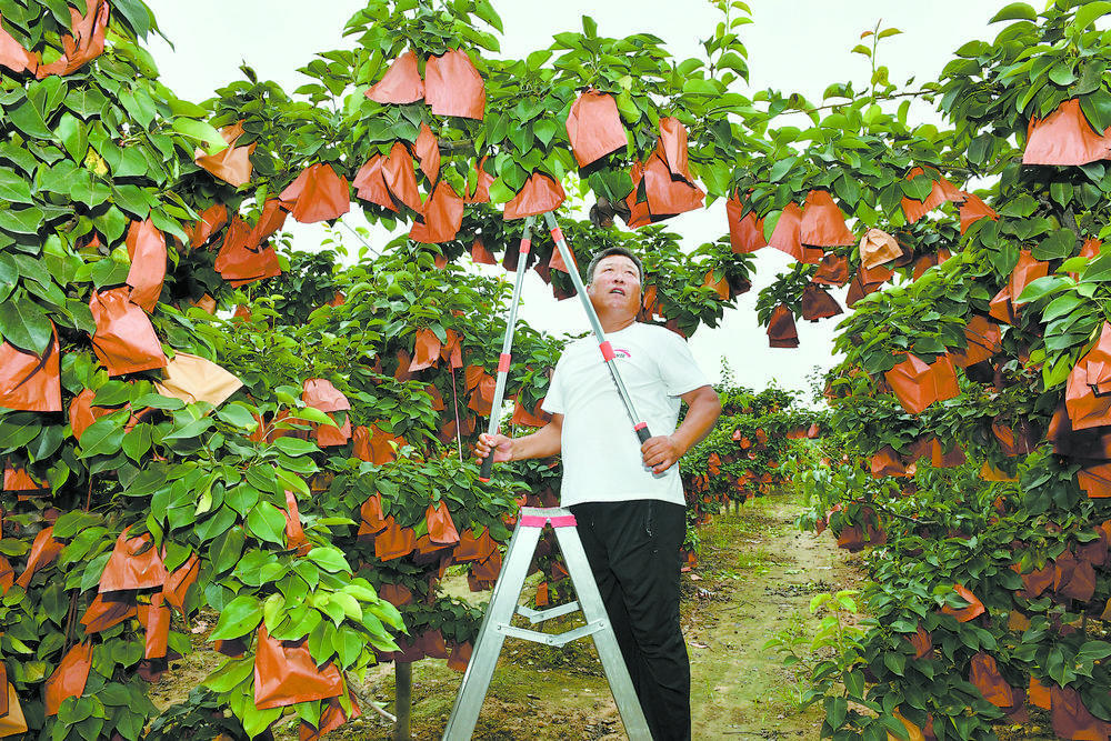 百亩梨园 硕果盈枝——曹县常乐集镇宋庄村特色林果种植助农增收