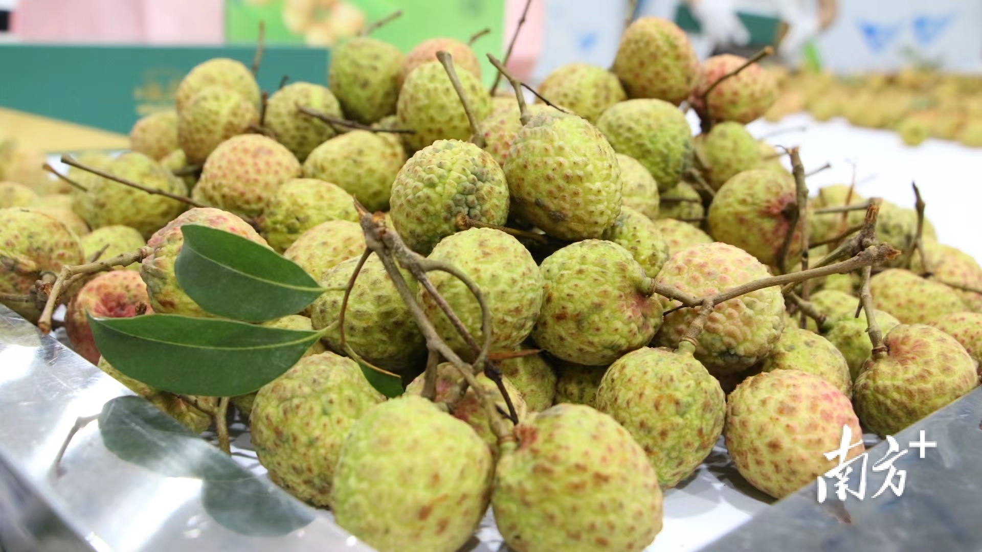东莞樟木头观音绿荔枝小量上市,全程冷链畅销省内外