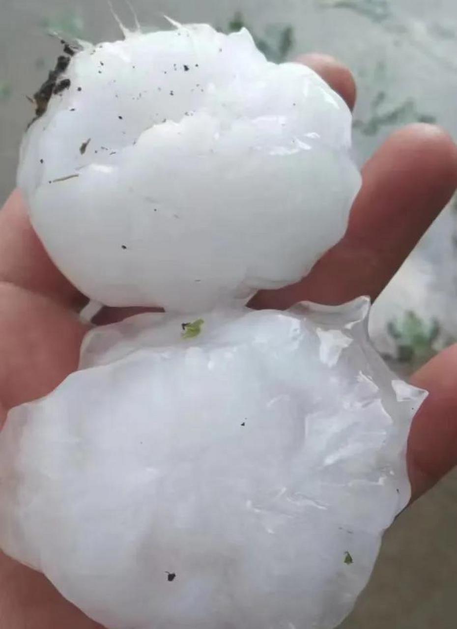 石家庄热议# 看看行唐这铺天盖地的大冰雹,麦子,枣子大概难逃一劫 ..