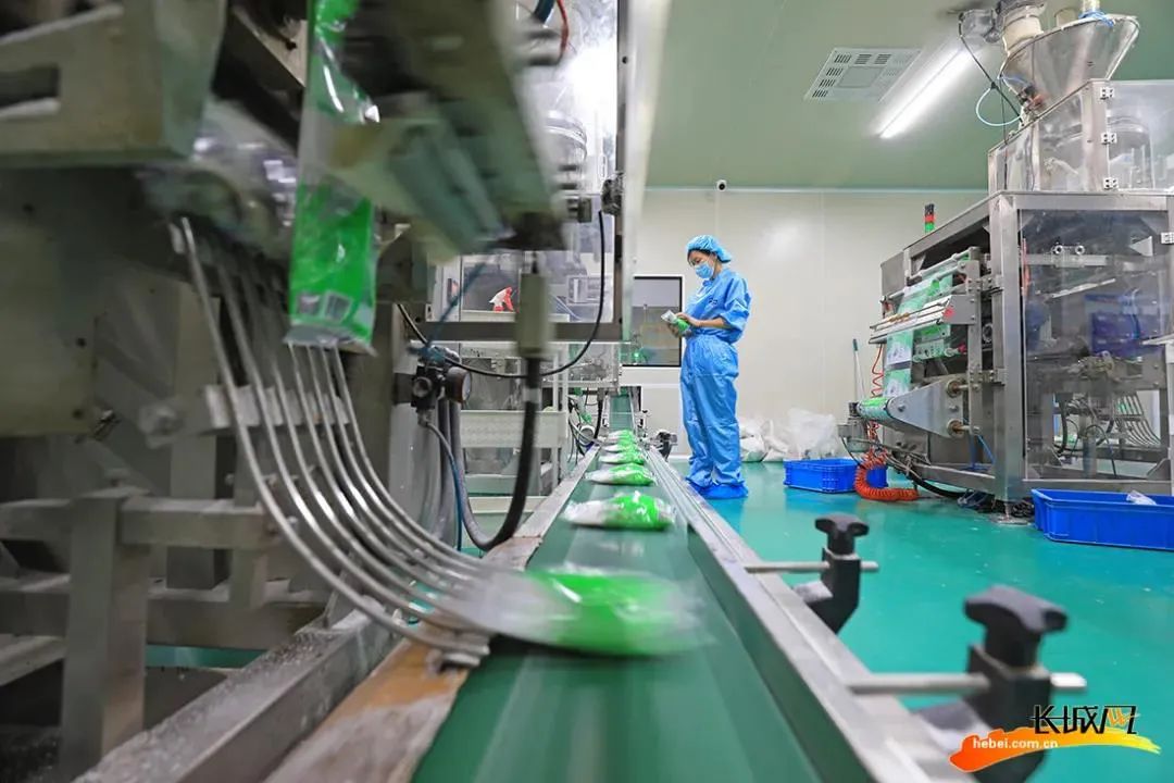 河北滦南:食盐生产忙