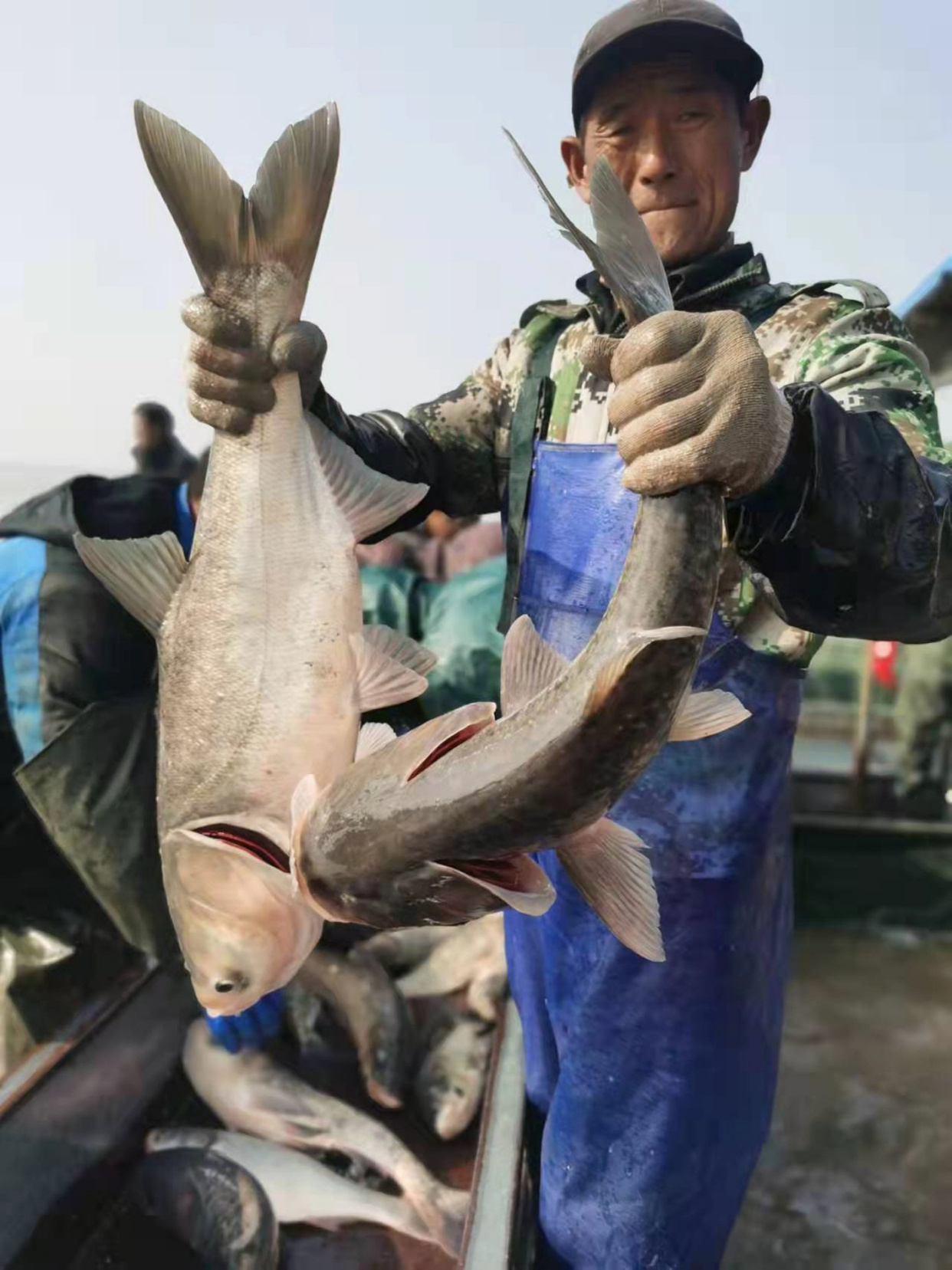 高邮湖千万斤花白鲢开捕