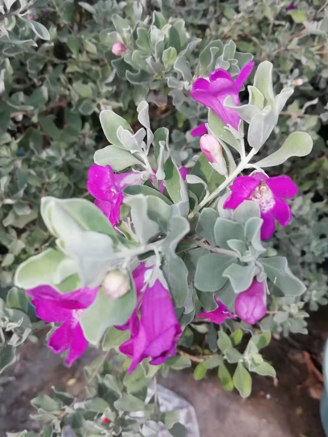 红花玉芙蓉,妖娆多姿