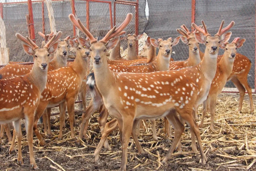梅花鹿尿血,尿液发红或拉红褐色尿液的原因与治疗用药方法
