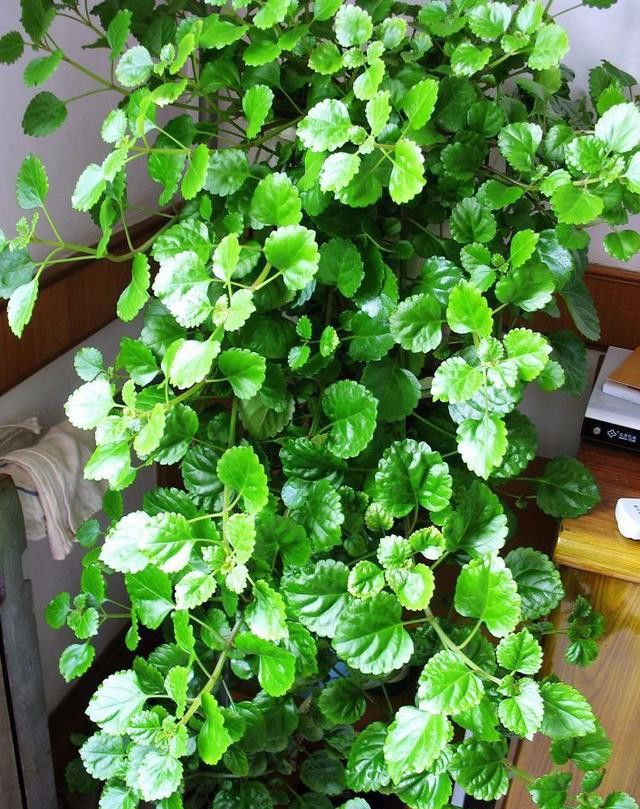 养花一定不可以错过的7款垂吊植物,比绿萝吊兰好看多了!