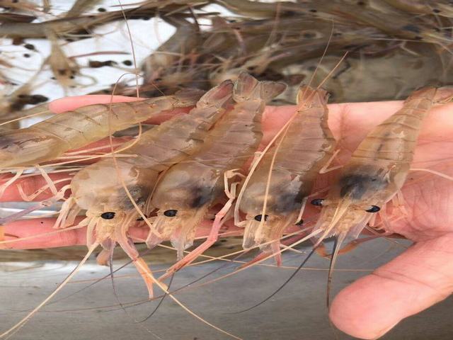 太丰六号罗氏沼虾养殖,最适合新上手的养殖户