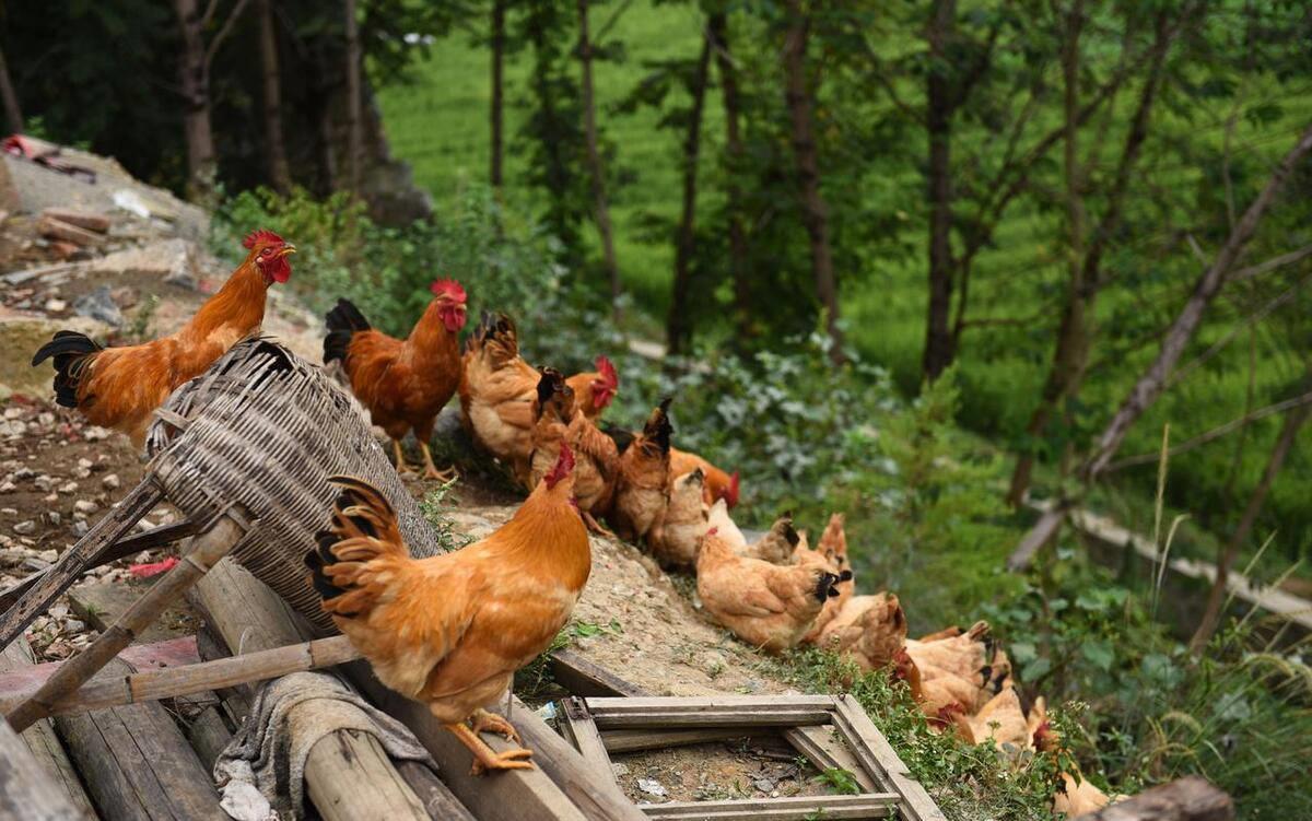 农村土鸡为何不再抢手?揭秘真相