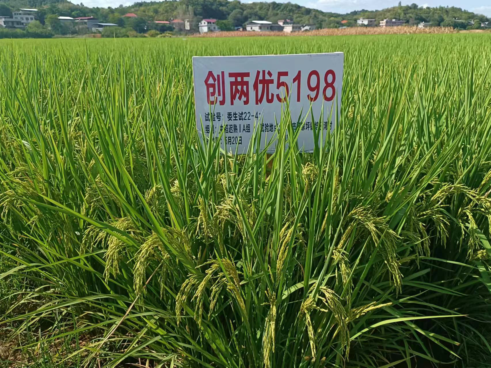 永州市农科所水稻新品种创两优5198通过省级审定