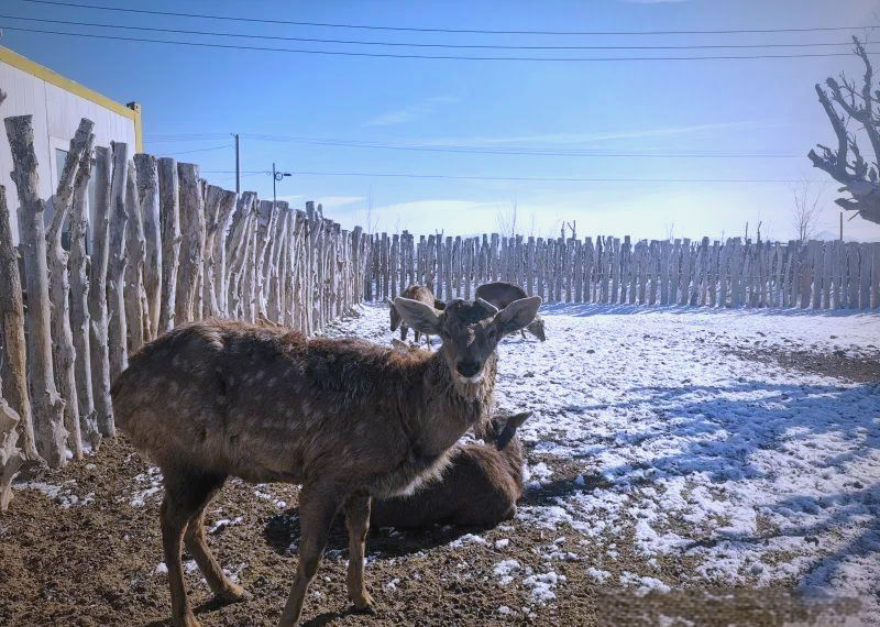 乌鲁木齐西山农牧场梅花鹿养殖场吸引众多市民探访