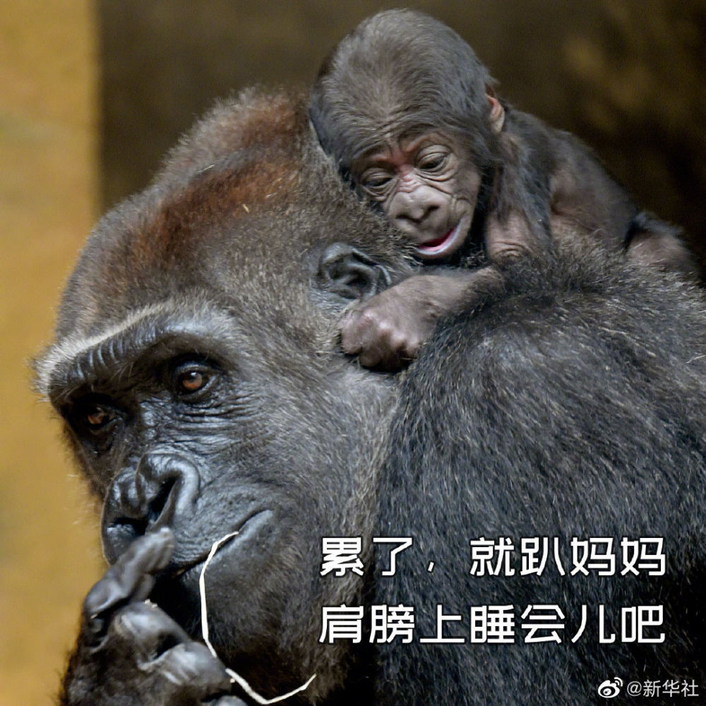 母亲节,送你一组护犊情深表情包