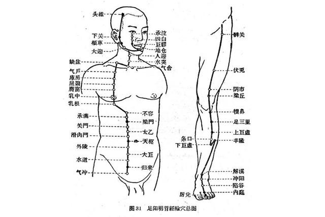 胃经的位置图片图片