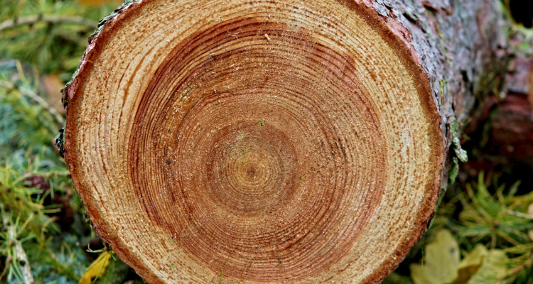 树木年轮较密的一侧是南方还是北方