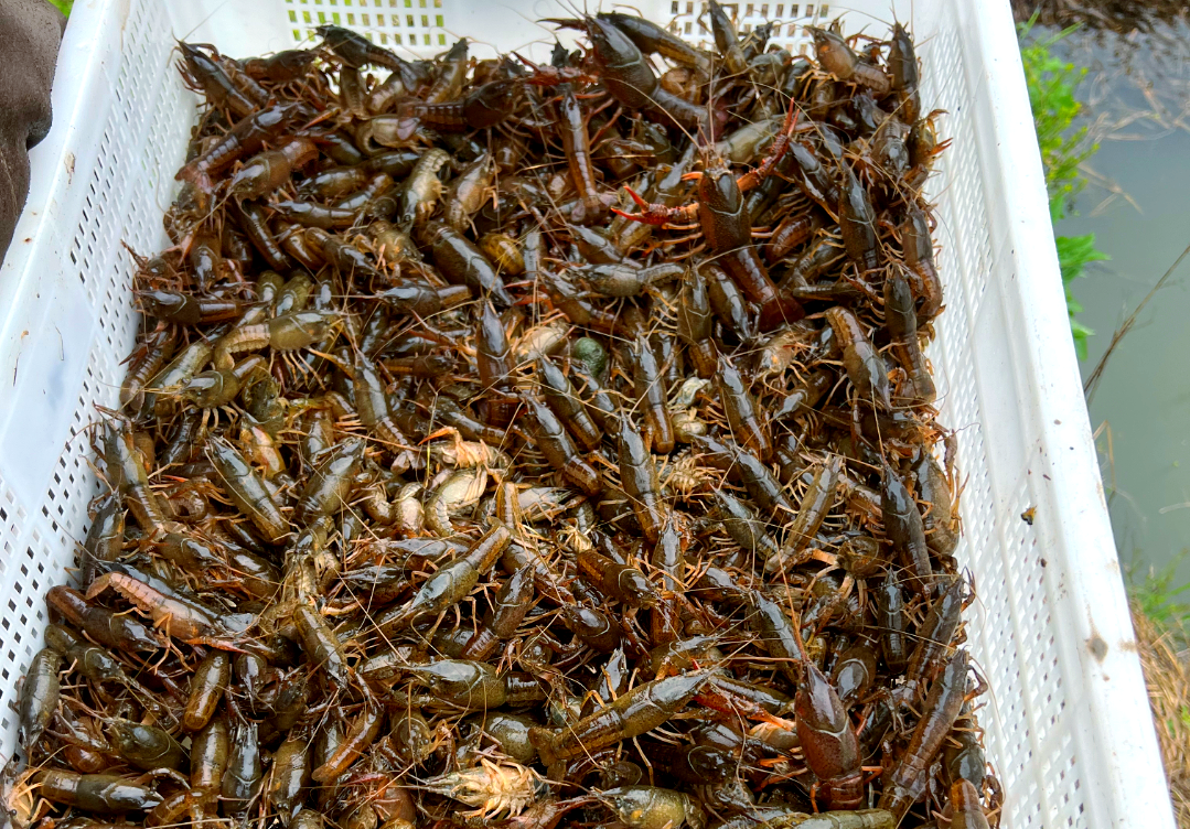 稻田小龙虾养殖,实现生态绿色农业新突破