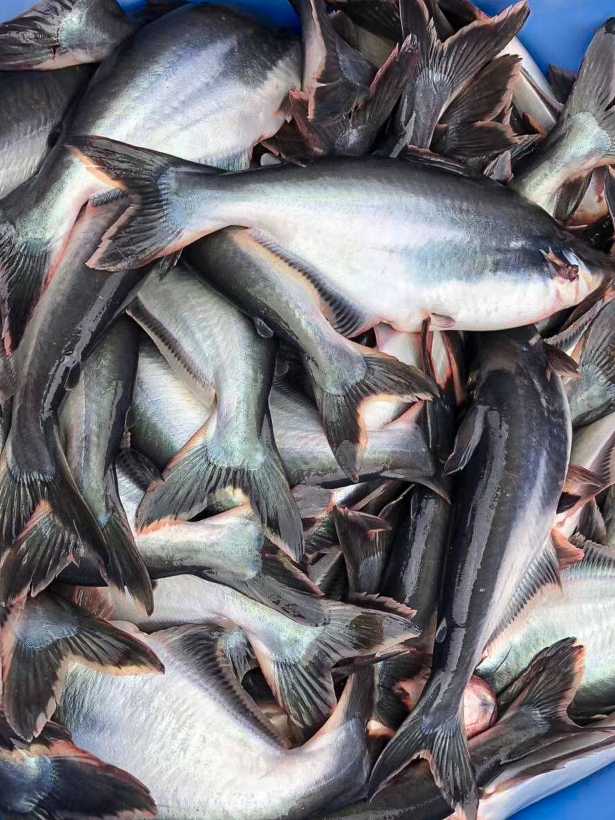 巴沙鱼:美味的淡水鱼!