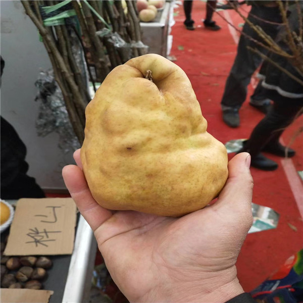 一号梨树苗
