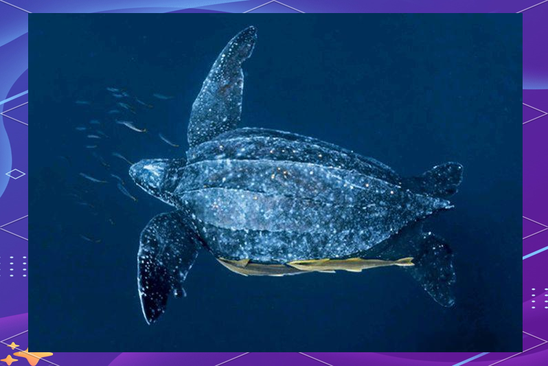 探秘棱皮龟:龟类中的最大海龟