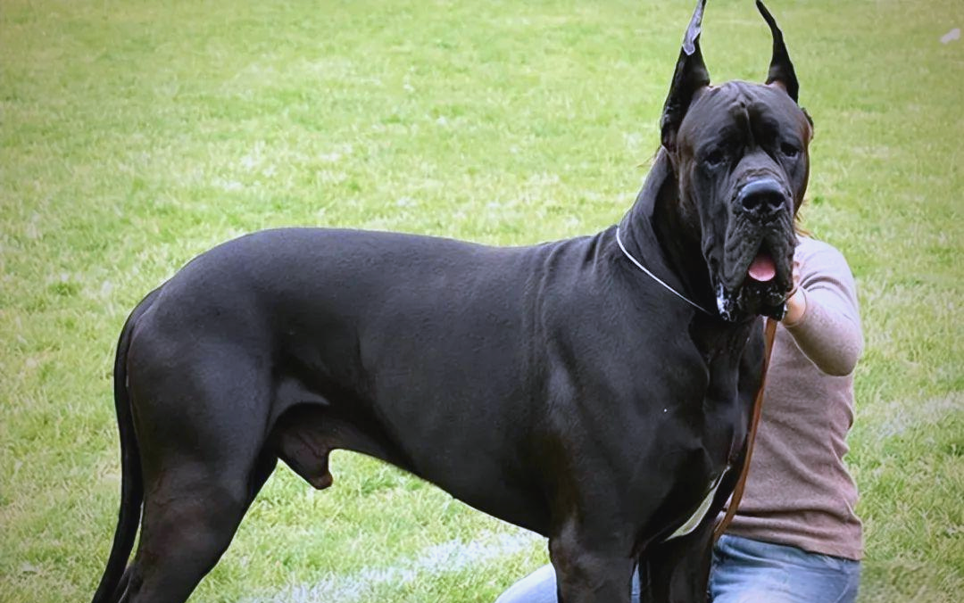 揭秘八大型猛犬,你了解它们的野性吗