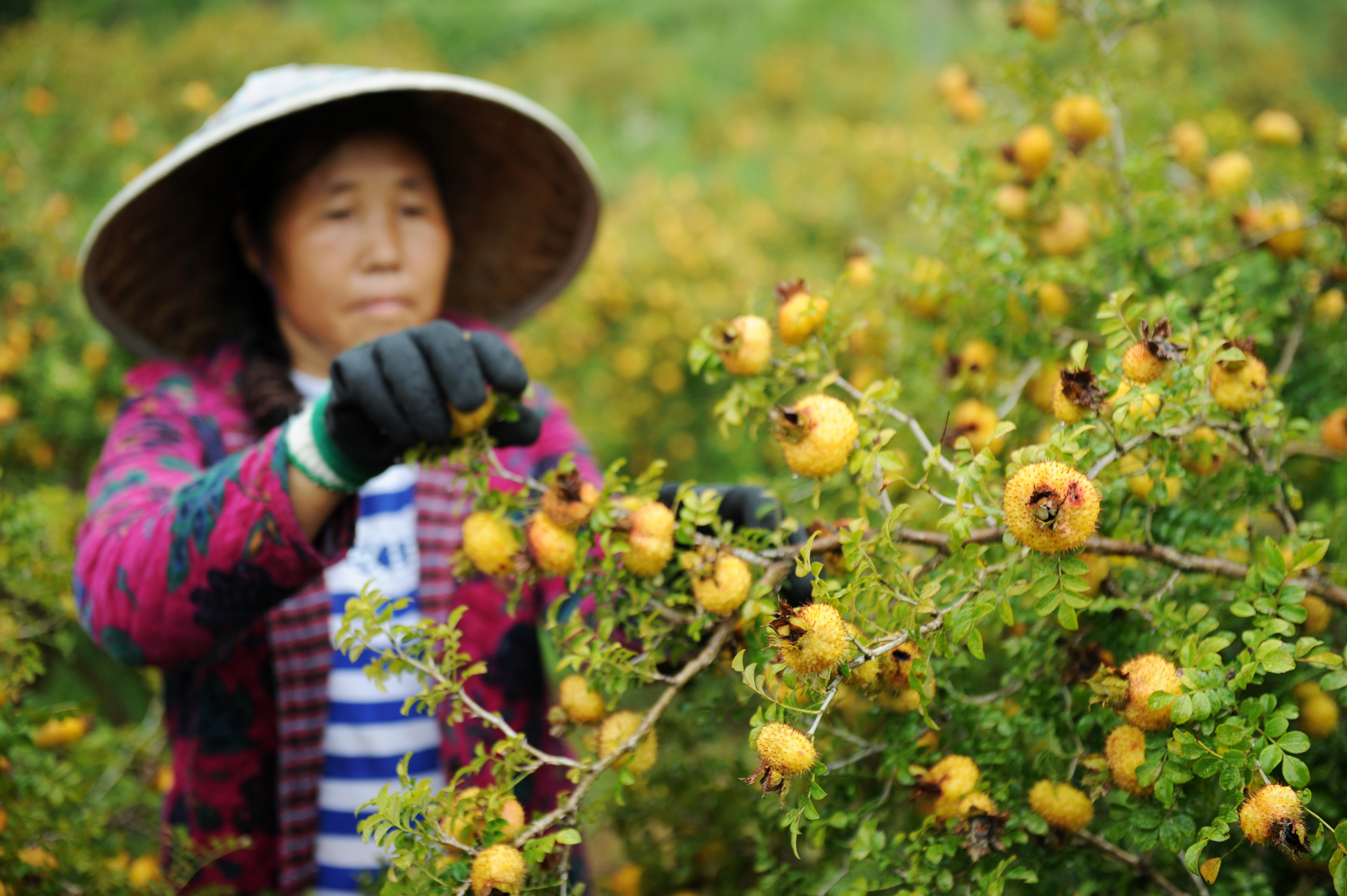 镜头连中外·第33辑|中墨两种"黄金果"——一样的丰收甜蜜